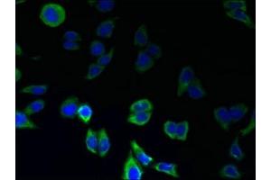 Immunofluorescent analysis of LO2 cells using ABIN7164457 at dilution of 1:100 and Alexa Fluor 488-congugated AffiniPure Goat Anti-Rabbit IgG(H+L) (GPR146 抗体  (AA 301-333))