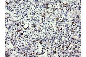 Image no. 1 for anti-Fetal and Adult Testis Expressed 1 (FATE1) antibody (ABIN1498224) (FATE1 抗体)