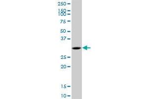 MYD88 MaxPab polyclonal antibody. (MYD88 抗体  (AA 1-296))