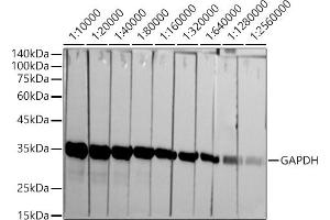 Western blot analysis of extracts of HeLa cells, using GAPDH antibody (ABIN7267454) at 1:10000-1:256000 dilution. (GAPDH 抗体)
