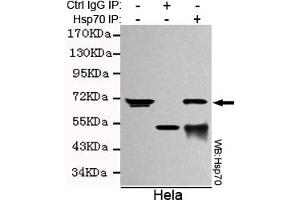 Immunoprecipitation analysis of Hela cell lysates using Hsp70 (C-terminus) mouse mAb.