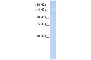 WB Suggested Anti-WDR3 Antibody Titration:  0. (WDR3 抗体  (Middle Region))