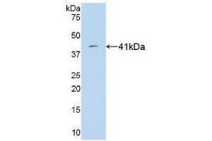 Detection of Recombinant VGF, Human using Monoclonal Antibody to VGF Nerve Growth Factor Inducible (VGF) (VGF 抗体  (AA 330-449))