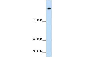 Western Blotting (WB) image for anti-Sterol Regulatory Element Binding Transcription Factor 1 (SREBF1) (Middle Region) antibody (ABIN926950)