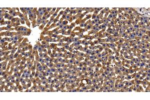 Detection of GPX1 in Rat Liver Tissue using Polyclonal Antibody to Glutathione Peroxidase 1 (GPX1) (Glutathione Peroxidase 1 抗体  (AA 48-201))