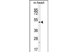 TSPYL4 Antibody (C-term) (ABIN656027 and ABIN2845401) western blot analysis in mouse heart tissue lysates (35 μg/lane). (TSPY-Like 4 抗体  (C-Term))