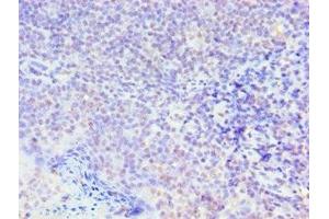 Immunohistochemistry of paraffin-embedded human tonsil tissue using ABIN7160250 at dilution of 1:100