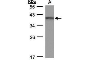 WB Image Sample(30 ug whole cell lysate) A: 293T 12% SDS PAGE antibody diluted at 1:500 (HMG20B 抗体)