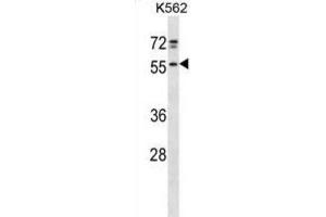 Western Blotting (WB) image for anti-NFS1, Cysteine Desulfurase (NFS1) antibody (ABIN2998727) (NFS1 抗体)
