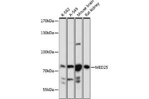 Western blot analysis of extracts of various cell lines, using MED25 antibody (ABIN7268442) at 1:1000 dilution. (MED25 抗体  (AA 30-200))