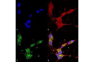 Immunocytochemistry/Immunofluorescence analysis using Mouse Anti-KCNQ4 Monoclonal Antibody, Clone N43/6 (ABIN2483184). (KCNQ4 抗体  (AA 2-77) (HRP))