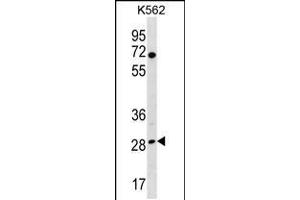 Western blot analysis in K562 cell line lysates (35ug/lane). (RPA4 抗体  (C-Term))