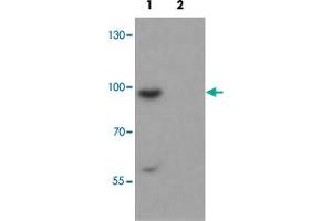 Western blot analysis of SHROOM1 in mouse heart tissue with SHROOM1 polyclonal antibody  at 1 ug/mL in (1) the absence and (2) the presence of blocking peptide. (SHROOM1 抗体  (C-Term))