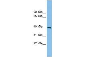 WB Suggested Anti-ADH5 Antibody Titration: 0. (ADH5 抗体  (Middle Region))