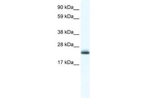 Western Blotting (WB) image for anti-Tubulin Polymerization Promoting Protein (Tppp) antibody (ABIN2461555) (Tppp 抗体)