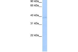 Annexin A8-Like 2 antibody used at 0. (ANXA8L2 抗体  (N-Term))