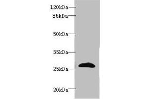 Western blot All lanes: EFNA3 antibody at 2 μg/mL + HepG2 whole cell lysate Secondary Goat polyclonal to rabbit IgG at 1/10000 dilution Predicted band size: 27, 24 kDa Observed band size: 27 kDa (Ephrin A3 抗体  (AA 23-214))