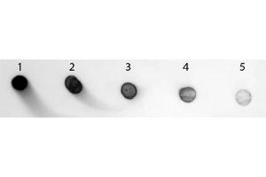 Dot Blot (DB) image for Goat anti-Rabbit IgG (Fc Region) antibody (Alkaline Phosphatase (AP)) - Preadsorbed (ABIN102080)