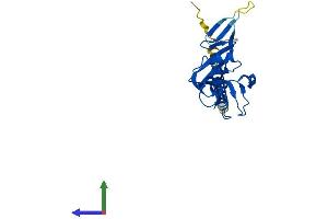 Protein Structure (PS) image for C-Type Lectin Domain Family 4, Member A (CLEC4A) (AA 1-237) protein (His tag) (ABIN7546497)