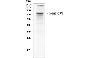 Western blot analysis of TORC1 using anti-TORC1 antibody (ABIN3042965).