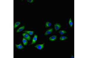 Immunofluorescent analysis of A549 cells using ABIN7167601 at dilution of 1:100 and Alexa Fluor 488-congugated AffiniPure Goat Anti-Rabbit IgG(H+L) (RGS2 抗体  (AA 1-211))