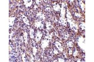 Immunohistochemistry (IHC) image for anti-Interleukin 32 (IL32) (C-Term) antibody (ABIN1030437) (IL32 抗体  (C-Term))