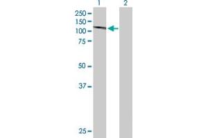 Western Blot analysis of DGCR8 expression in transfected 293T cell line by DGCR8 MaxPab polyclonal antibody. (DGCR8 抗体  (AA 1-773))