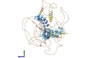 Protein Structure (PS) image for Ankyrin Repeat and Sterile alpha Motif Domain Containing 1B (ANKS1B) (AA 1-1259) protein (His tag) (ABIN7564368)