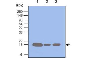 Western blot analysis of 293T , HeLa and Jurkat cell lysates (each 50 ug) were resolved by SDS - PAGE , transferred to PVDF membrane and probed with PIN1 monoclonal antibody , clone 3G8 (1 : 500) . (PIN1 抗体  (AA 1-163))