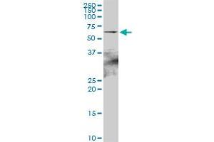 HSPA2 MaxPab polyclonal antibody. (HSPA2 抗体  (AA 1-639))