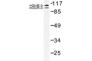 Image no. 1 for anti-Glutamate Receptor, Ionotropic, AMPA 2/3 (GRIA2/3) antibody (ABIN317945) (mGluR2/3 抗体)