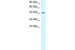 WB Suggested Anti-TFAP4 Antibody Titration:  1. (TFAP4 抗体  (C-Term))