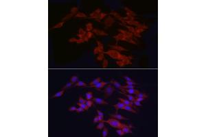 Immunofluorescence analysis of PC-12 cells using WIF1 Rabbit pAb (ABIN6128927, ABIN6150218, ABIN6150220 and ABIN6221033) at dilution of 1:25 (40x lens). (WIF1 抗体  (AA 29-220))