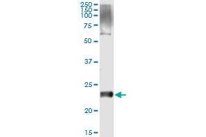 Immunoprecipitation (IP) image for anti-V-Set and Transmembrane Domain Containing 2 Like (VSTM2L) (AA 25-205) antibody (ABIN961211) (VSTM2L 抗体  (AA 25-205))