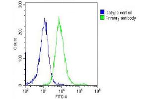 Overlay histogram showing Hela cells stained with (ABIN390677 and ABIN2840972) (green line). (PRAME 抗体  (C-Term))