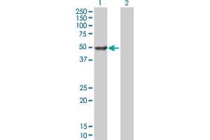 Western Blot analysis of DCTN2 expression in transfected 293T cell line by DCTN2 MaxPab polyclonal antibody. (Dynamitin 抗体  (AA 1-401))