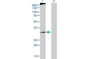 Western Blot analysis of RFC3 expression in transfected 293T cell line by RFC3 MaxPab polyclonal antibody. (RFC3 抗体  (AA 1-356))