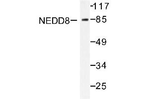 Image no. 1 for anti-Neural Precursor Cell Expressed, Developmentally Down-Regulated 8 (NEDD8) antibody (ABIN271949) (NEDD8 抗体)