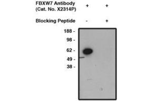 Image no. 1 for anti-F-Box and WD Repeat Domain Containing 7 (FBXW7) antibody (ABIN793694) (FBXW7 抗体)