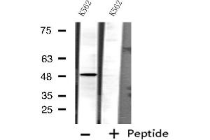 Western blot analysis of extracts from K562 cells, using P450 3A4 antibody. (CYP3A4 抗体)