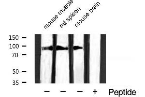 Western blot analysis of extracts of various tissue sample,using Phospho-Catenin-β (Ser37) Antibody.
