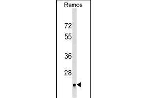 Western blot analysis in Ramos cell line lysates (35ug/lane). (BRI3BP 抗体  (AA 157-183))