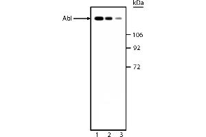 Western Blotting (WB) image for anti-C-Abl Oncogene 1, Non-Receptor tyrosine Kinase (ABL1) antibody (ABIN967410) (ABL1 抗体)