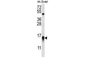 Western Blotting (WB) image for anti-C-Myc Binding Protein (MYCBP) antibody (ABIN2996726)