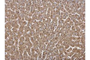 IHC-P Image HADH antibody detects HADH protein at mitochondria on mouse pancreas by immunohistochemical analysis.
