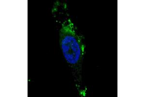 Fluorescent image of  cells stained with ATG12 (N-term) antibody. (ATG12 抗体  (N-Term))