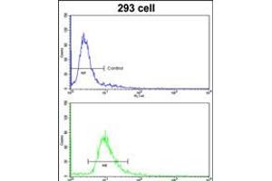 Flow cytometric analysis of 293 cells using ETHE1 Antibody (bottom histogram) compared to a negative control cell (top histogram). (ETHE1 抗体  (AA 103-130))