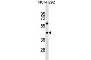 TAS2R3 Antibody (C-term) (ABIN1537060 and ABIN2838128) western blot analysis in NCI- cell line lysates (35 μg/lane). (TAS2R3 抗体  (C-Term))