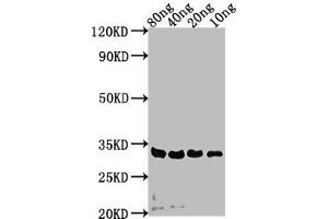 Western Blot Positive WB detected in Recombinant protein All lanes: sdeA antibody at 1:2000 Secondary Goat polyclonal to rabbit IgG at 1/50000 dilution Predicted band size: 32 kDa Observed band size: 32 kDa (SdeA (AA 19-268) 抗体)