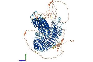 AlphaFold protein structure predicition of Human Recombinant PHLPP2 Protein, UniprotID Q6ZVD8
